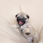 Pink Dog Travel Carriers