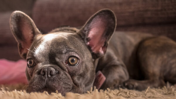 Pink Dog Travel Carriers