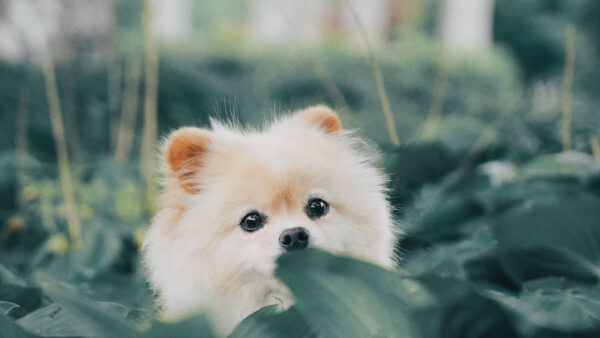 White Dog Travel Carriers